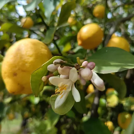 Agri Experience - Gentile בית כפרי Castelvetrano