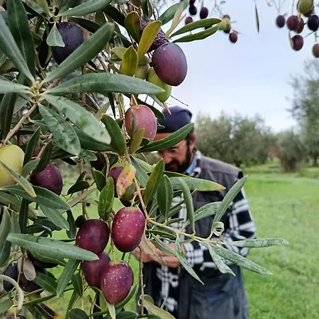 Agri Experience - Gentile * Castelvetrano