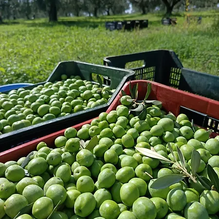 Agri Experience - Gentile